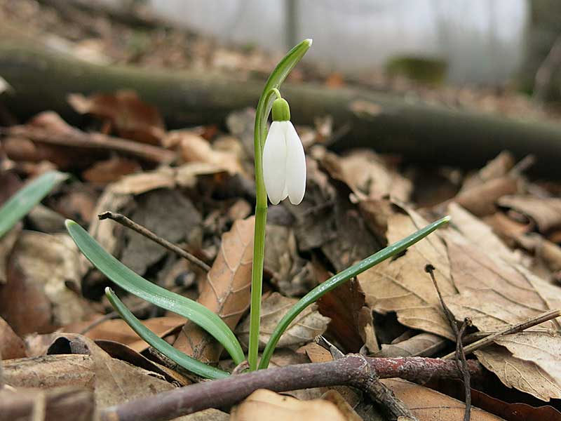 hirschenstein